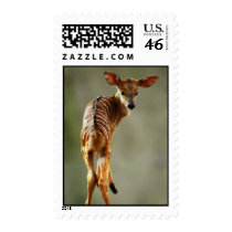 Deer looking at you stamps