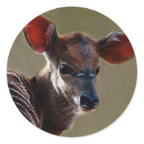 Deer looking at you sticker
