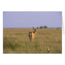 Deer Looking Back cards by StormShooter Deer Looking Back cards