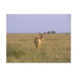 Deer Looking Back Post Card
