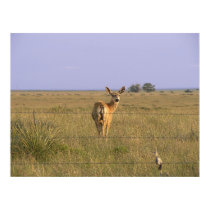 Deer Looking Back posters by StormShooter Deer Looking Back posters