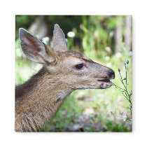 Deer Refrigerator Magnets