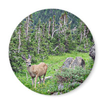 Deer Magnets