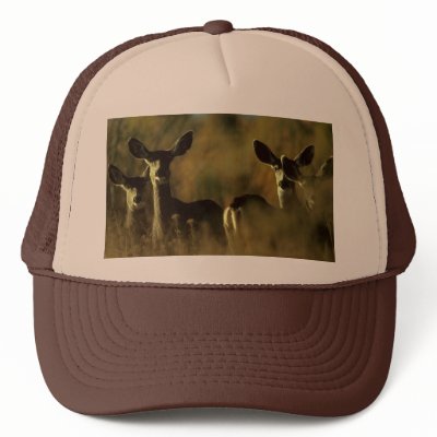 Deer / Mule Deer Herd Hat by moxieann