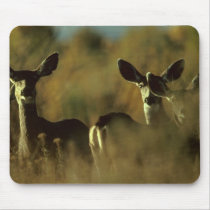 Deer / Mule Deer Herd mousepads