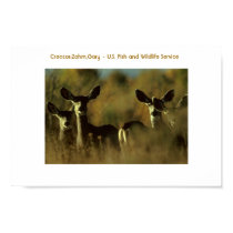 Deer / Mule Deer Herd posters by moxieann Deer / Mule Deer Herd posters