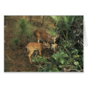 Deer / Odocolileus virginian calvium cards by moxieann Deer / Odocolileus virginian calvium cards