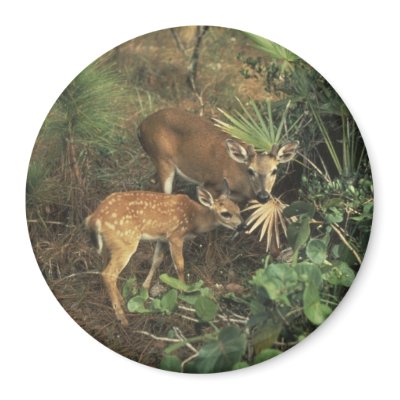 Deer / Odocolileus virginian calvium Magnet by moxieann