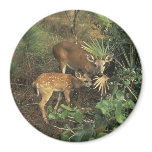 Deer / Odocolileus virginian calvium Refrigerator Magnet