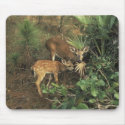 Deer / Odocolileus virginian calvium mousepads by moxieann Deer / Odocolileus virginian calvium mousepads