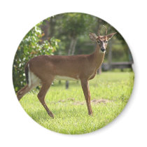 Deer of the Everglades magnets