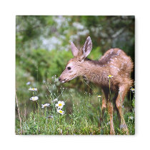 Deer on the Go Magnets