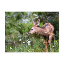 Deer on the Go Postcards