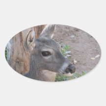 Deer Oval Sticker