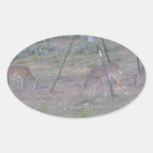 deer oval sticker