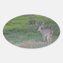 deer oval stickers
