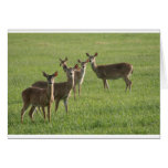 Deer Paradise Cards