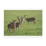 Deer Paradise Post Cards