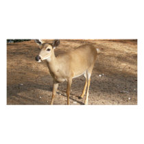 Deer photo cards