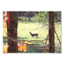 Deer Photograph