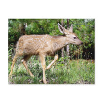 Deer Pointer Post Card