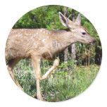 Deer Pointer stickers