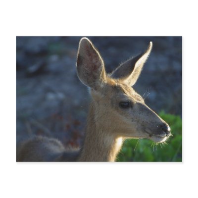 deer post card postcard by maximus7