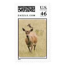 Deer postage