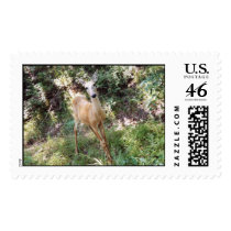 deer postage