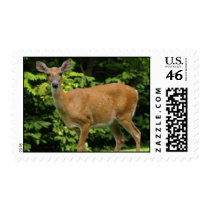 Deer Postage Stamp