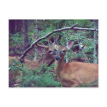 Deer Postcard
