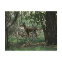 Deer Post Card