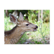 Deer Post Cards