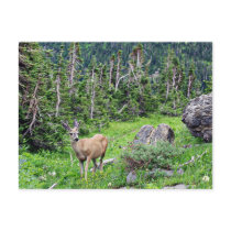 Deer Post Cards