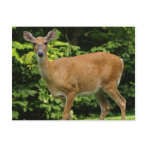 Deer Postcard