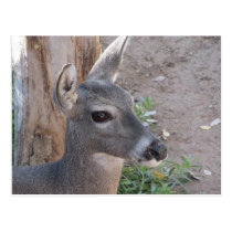 Deer Postcard postcards