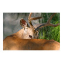 deer poster posters