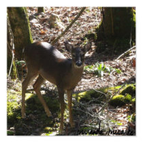 Deer posters