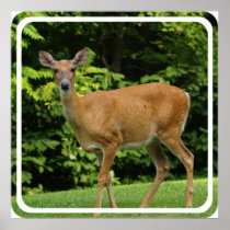 Deer Poster Print
