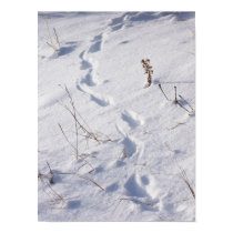 Deer Prints Snow Poster
