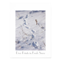 Deer Prints Snow Poster