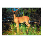 Deer Profile Card