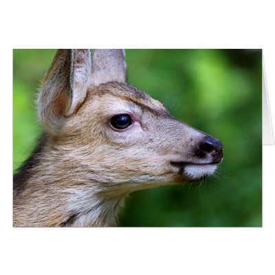 profile deer