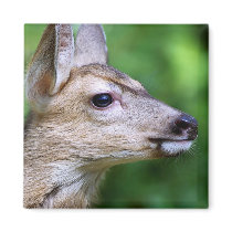Deer - Profile of a Deer Fridge Magnets