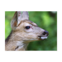 Deer - Profile of a Deer Post Card