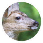 Deer - Profile of a Deer stickers