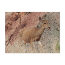 Deer Raspberries III postcards