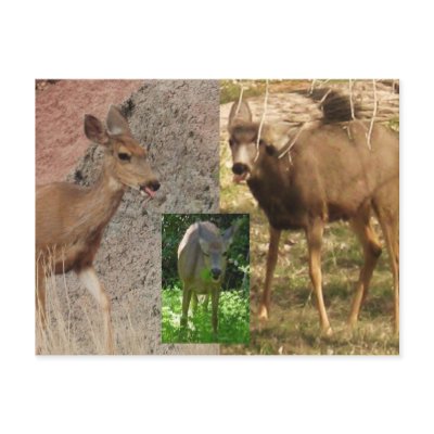 Deer Raspberries III Postcards by sumiko