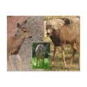 Deer Raspberries III postcards by sumiko Deer Raspberries III postcards