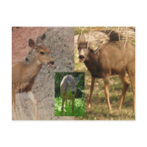 Deer Raspberries III postcards